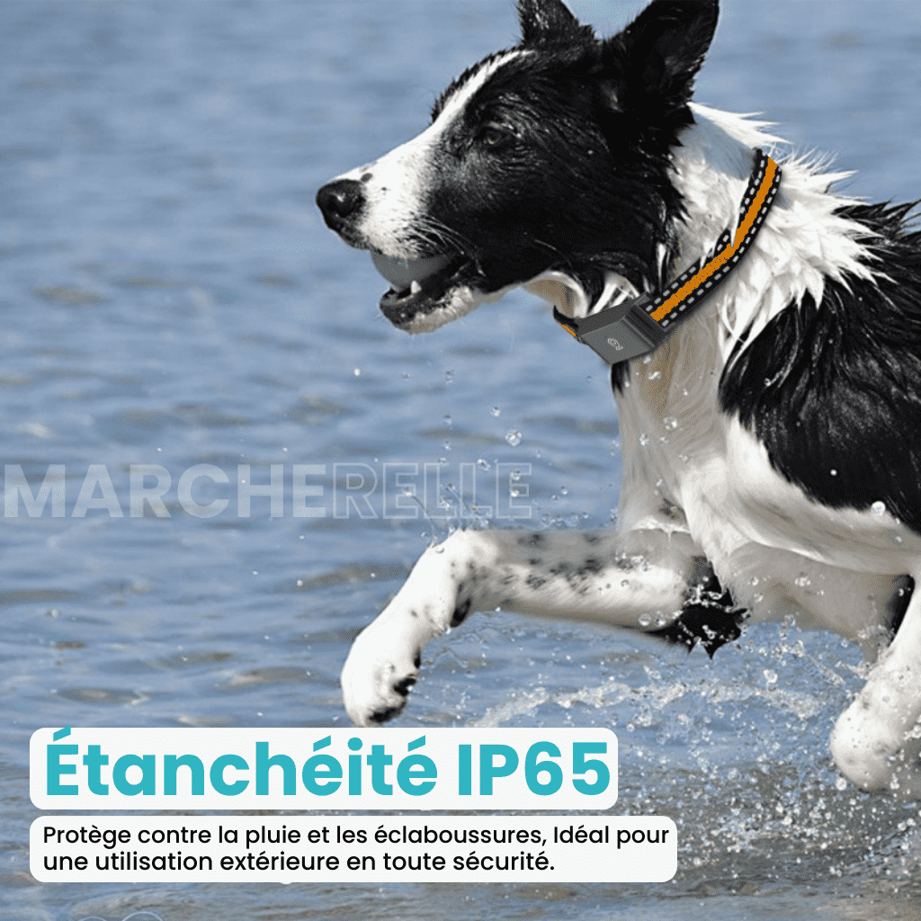 Marcherelle™ – Collier GPS Chien Sans Abonnement Suivi Précis & Illimité
